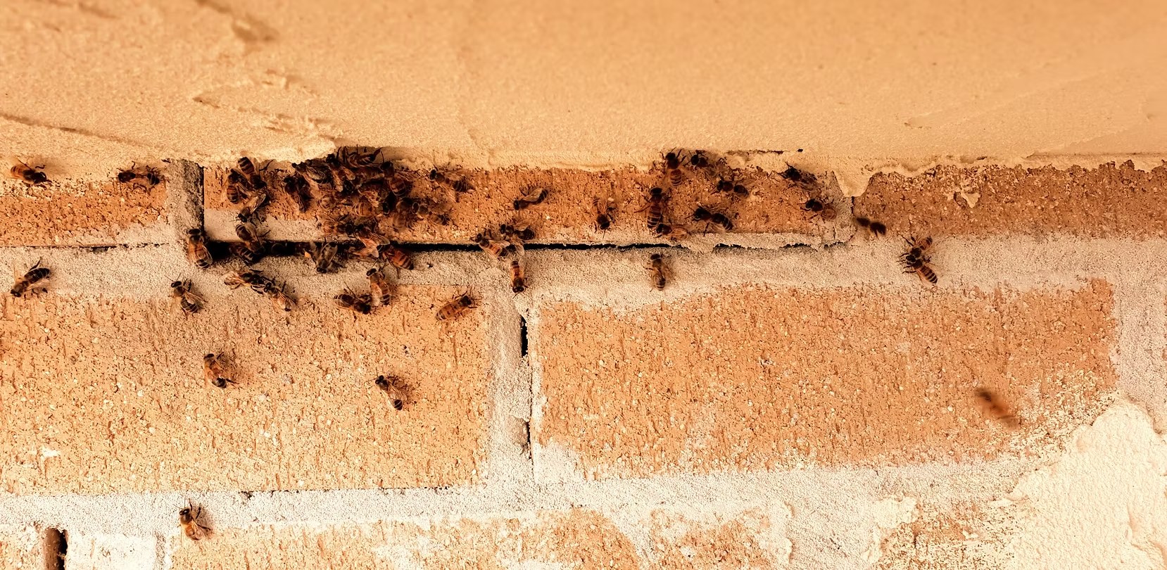 Bees gathering along a brick wall, from the BUZZFREE photo collection